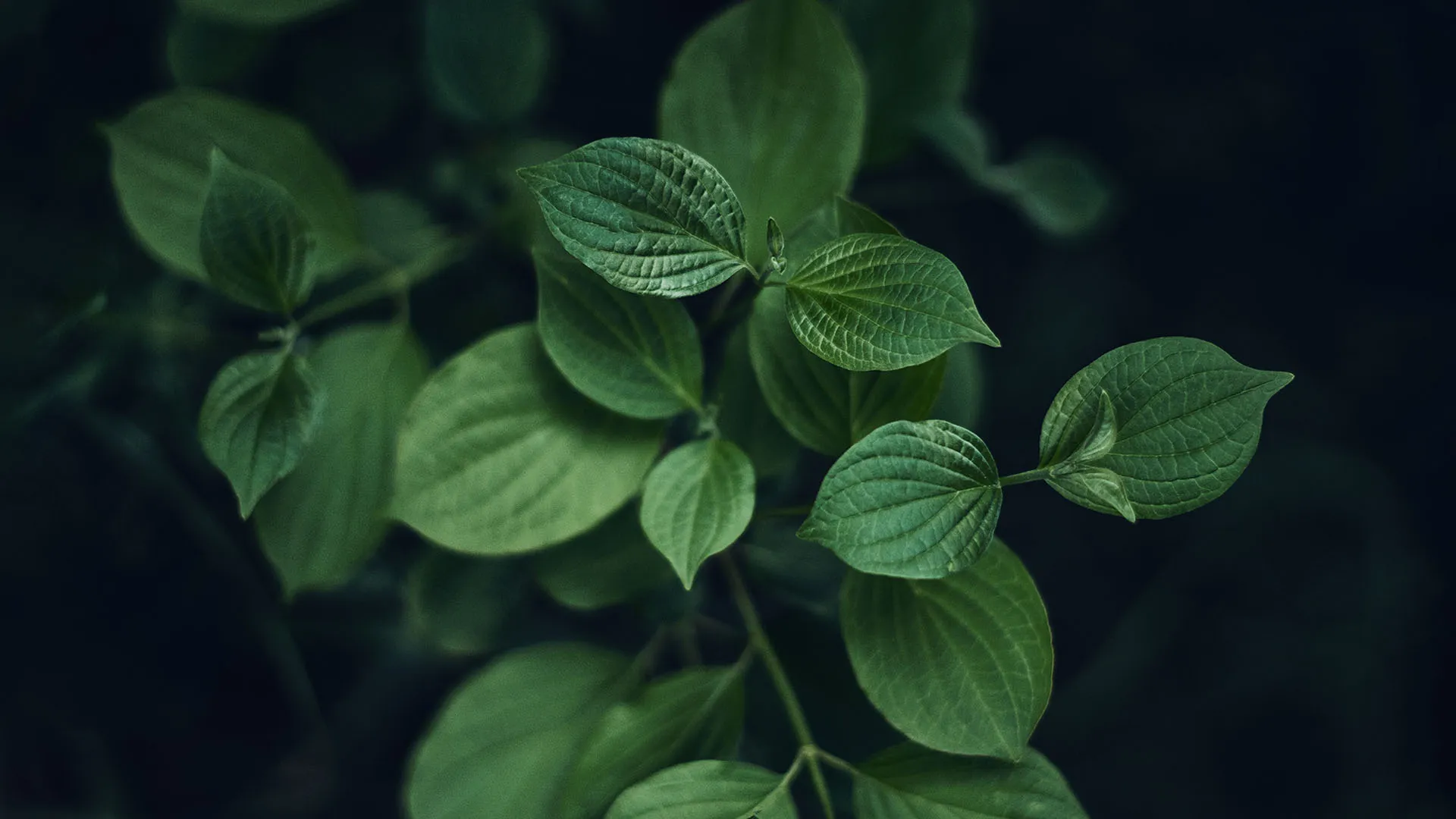 Photographie nature par Joannie Angileri du Studio Naica